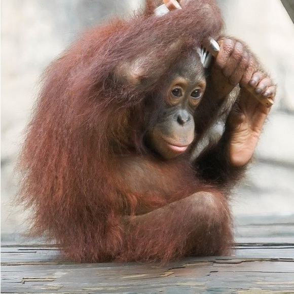 Meet your Posher, Margot - Picture 4 of 4